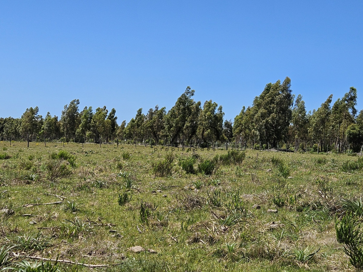 Chacra ID.641/Venta-de-13-hectáreas-a-10-minutos-del-Faro-de-José-Ignacio,-Punta-del-Este.- - Venta de 13 hectáreas a 10 minutos del Faro de José Ignacio, Punta del Este. 