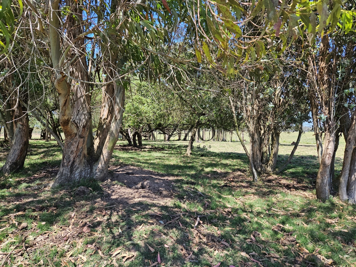 Chacra ID.641/Venta-de-13-hectáreas-a-10-minutos-del-Faro-de-José-Ignacio,-Punta-del-Este.- - Venta de 13 hectáreas a 10 minutos del Faro de José Ignacio, Punta del Este. 