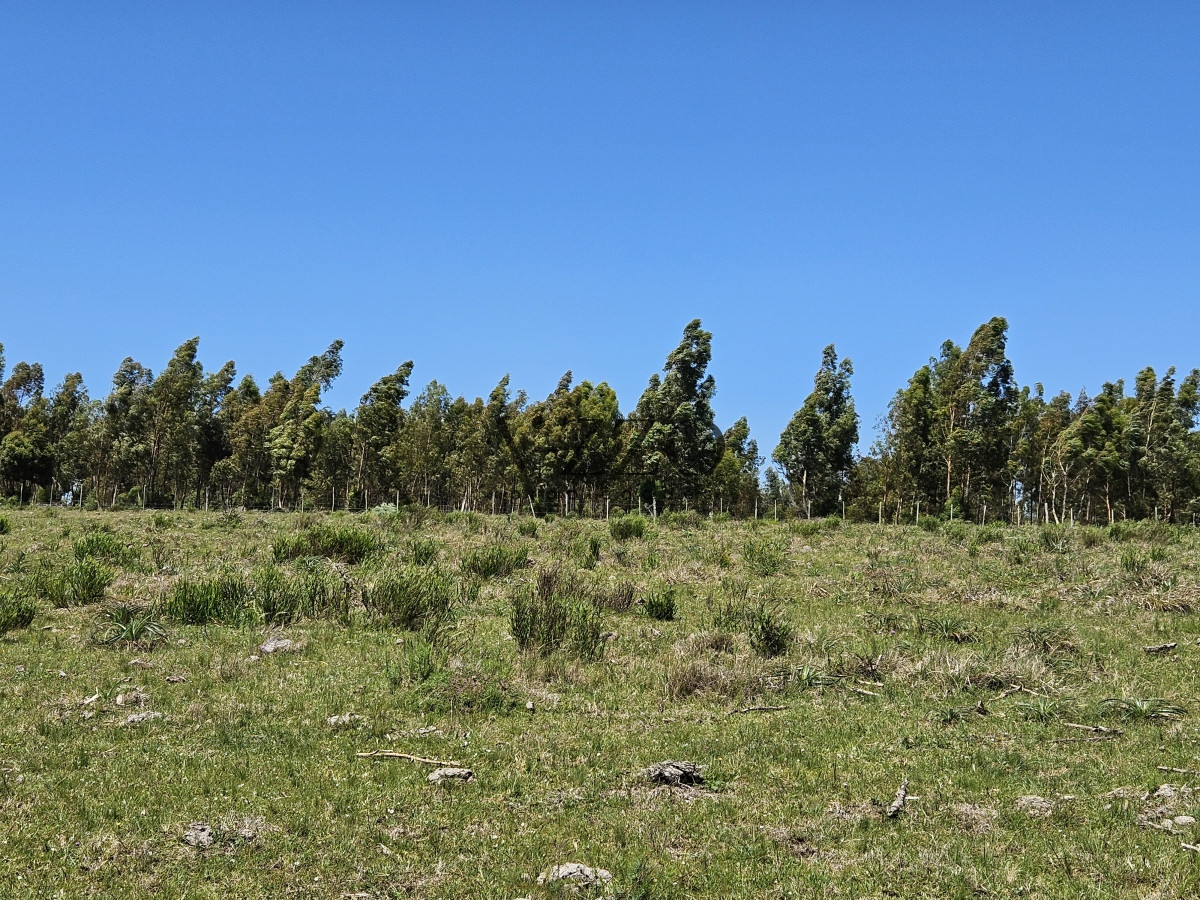 Chacra ID.641/Venta-de-13-hectáreas-a-10-minutos-del-Faro-de-José-Ignacio,-Punta-del-Este.- - Venta de 13 hectáreas a 10 minutos del Faro de José Ignacio, Punta del Este. 