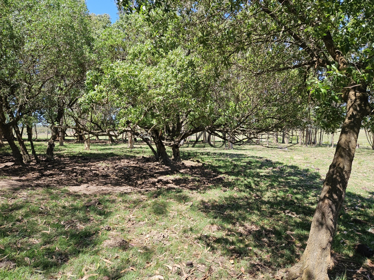 Chacra ID.641/Venta-de-13-hectáreas-a-10-minutos-del-Faro-de-José-Ignacio,-Punta-del-Este.- - Venta de 13 hectáreas a 10 minutos del Faro de José Ignacio, Punta del Este. 