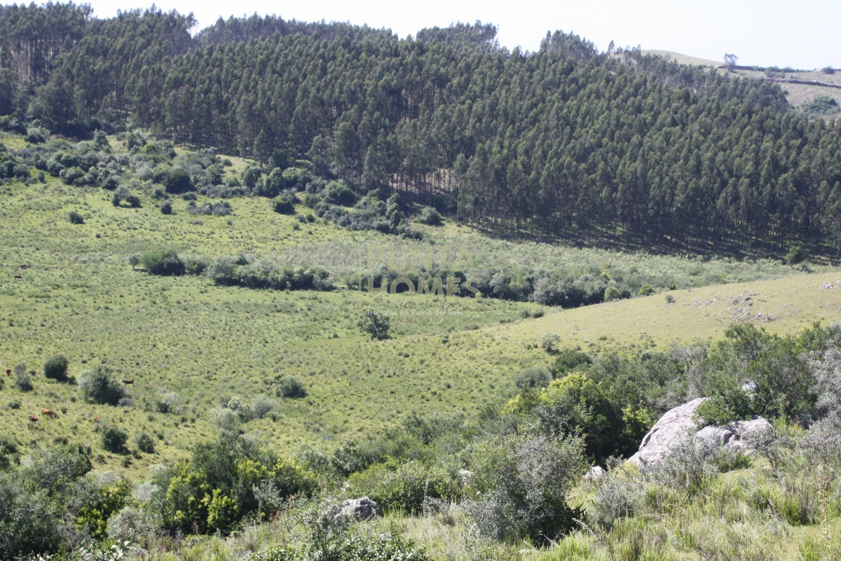 Campo Ref.858 - VENTA DE CAMPO CON CAÑADAS Y QUEBRADAS 