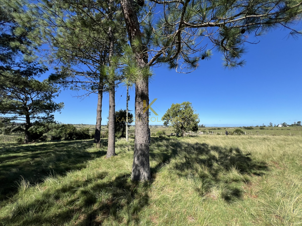 Chacra ID.21094509 - CHACRA DE 70 HAS EN 6TA. SECC. JUD. JOSÉ IGNACIO