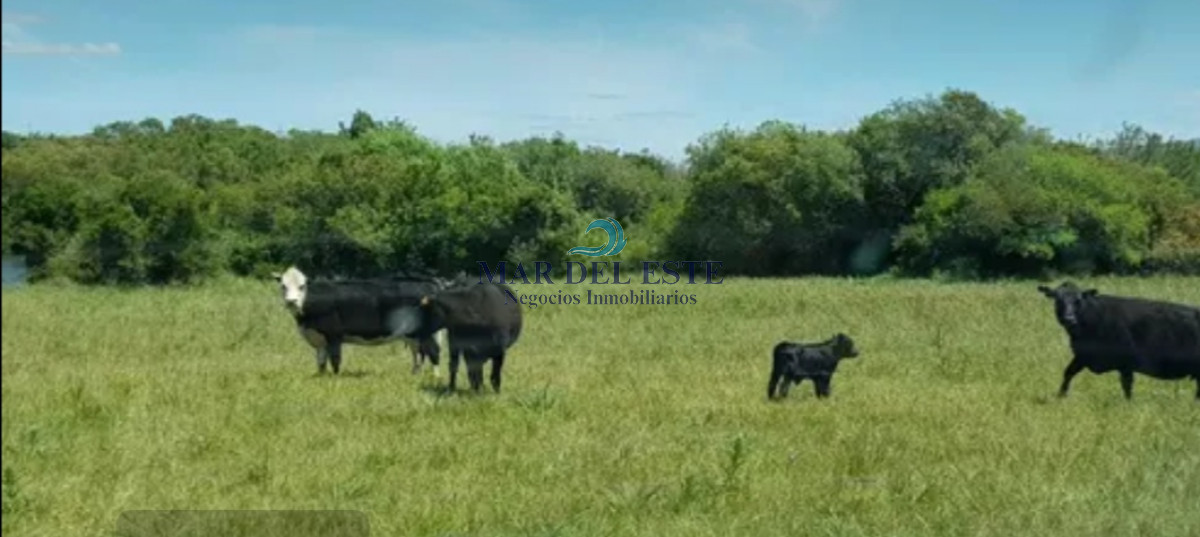 Campo Ref.54 - Campo en ruta 39
