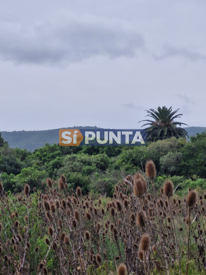 Chacra ID.12466 - Venta 3 Chacras en Estación Las Flores