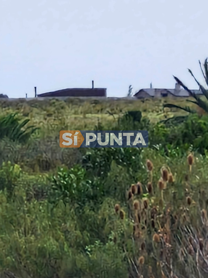 Chacra ID.12466 - Venta 3 Chacras en Estación Las Flores