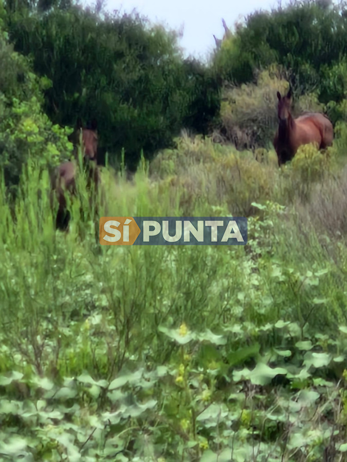 Chacra ID.12466 - Venta 3 Chacras en Estación Las Flores