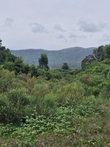 Venta 3 Chacras en Estación Las Flores