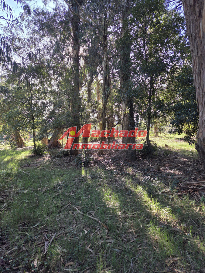 Pinares - GoPunta - Portal Inmobiliario de Punta del Este - Maldonado