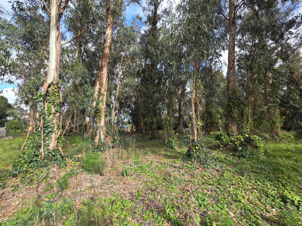 Oportunidad Se Vende Terreno,el Jaguel 1.385 Mts2 Esquinero. — fotografía 1