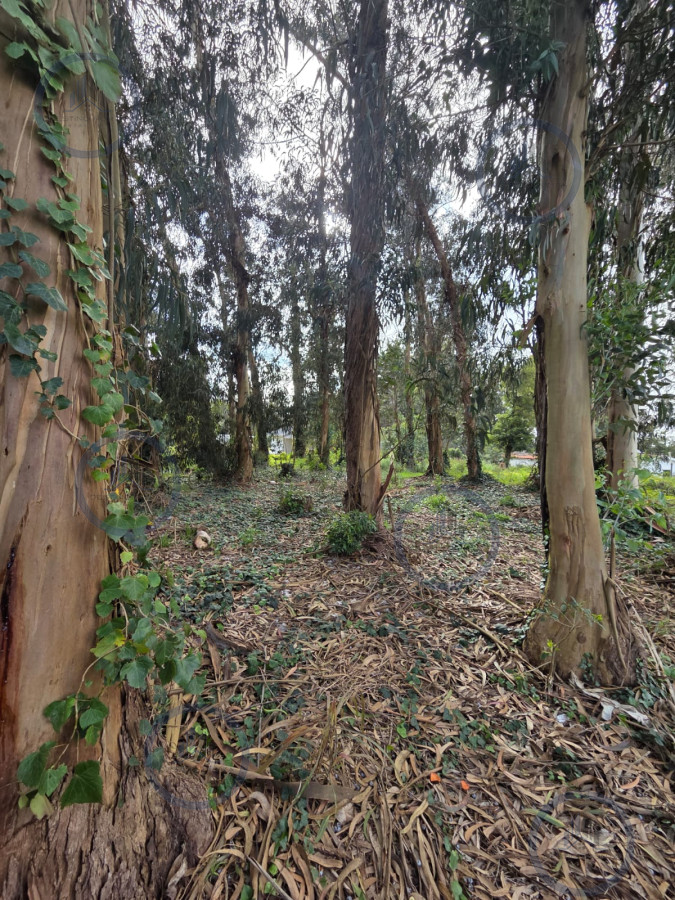 Oportunidad Se Vende Terreno,el Jaguel 1.385 Mts2 Esquinero. — fotografía 3