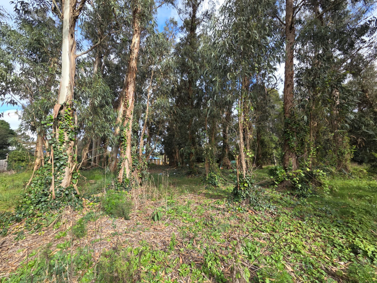 Oportunidad Se Vende Terreno,el Jaguel 1.385 Mts2 Esquinero.