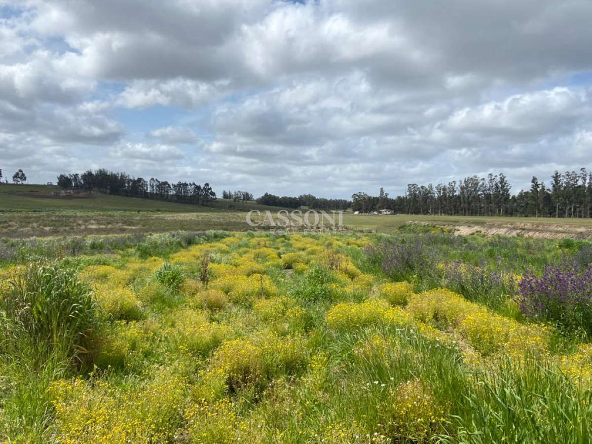 Campo Ref.2952 - 2 Chacras 5 Há Próximas A Camino Eguzquiza