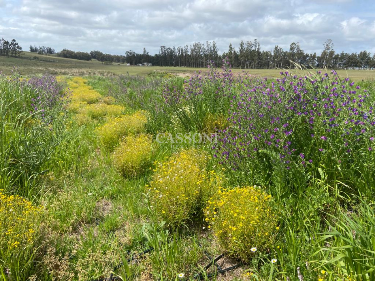 Campo Ref.2952 - 2 Chacras 5 Há Próximas A Camino Eguzquiza