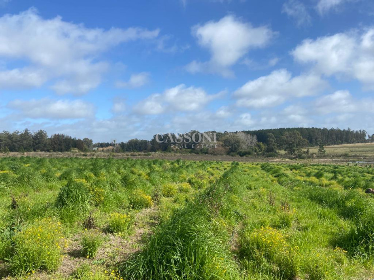 Campo Ref.2952 - 2 Chacras 5 Há Próximas A Camino Eguzquiza