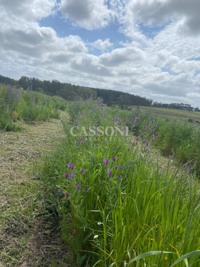 Campo Ref.2952 - 2 Chacras 5 Há Próximas A Camino Eguzquiza