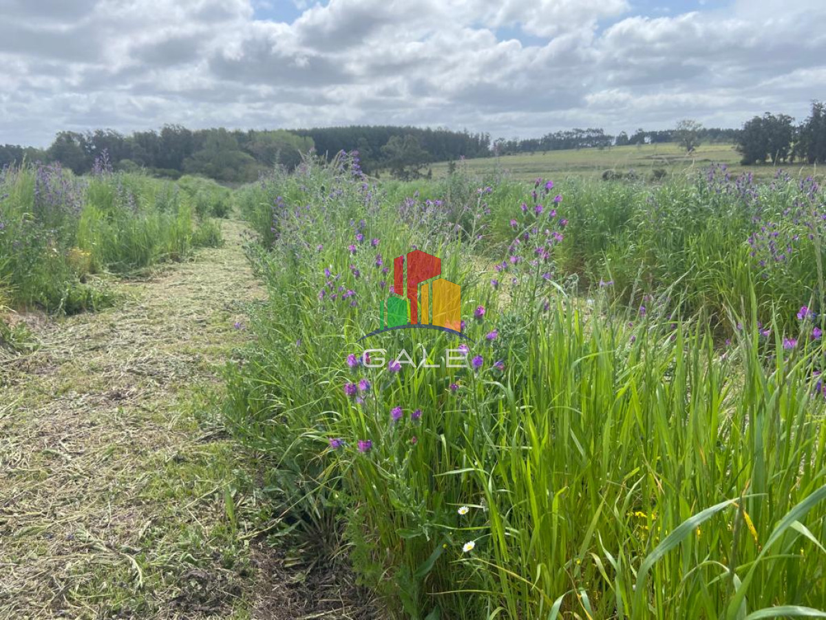 Campo Ref.3639 - Chacra 5 Há Próxima A Camino Eguzquiza