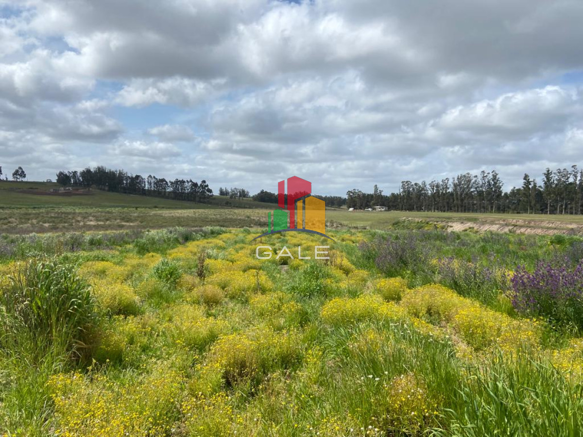 Campo Ref.3639 - Chacra 5 Há Próxima A Camino Eguzquiza