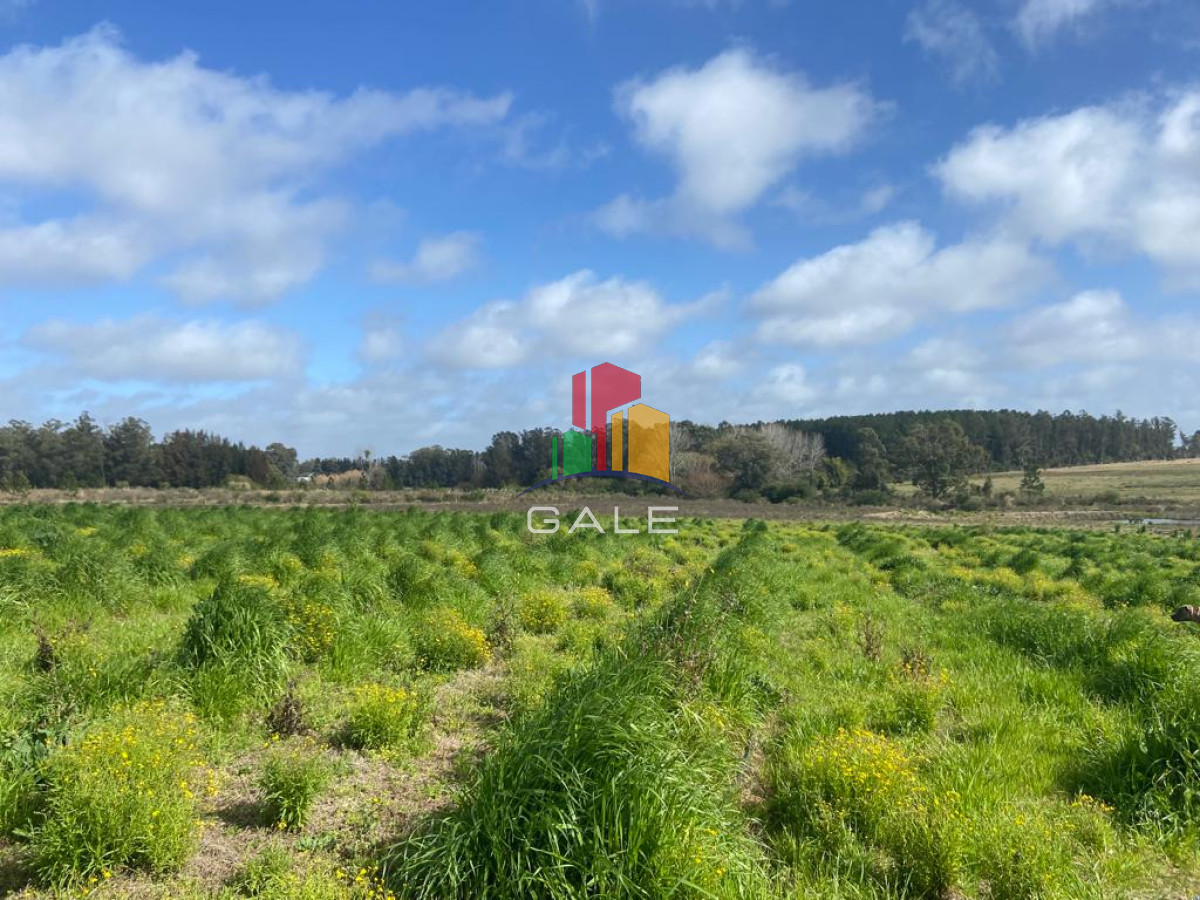 Campo Ref.3639 - Chacra 5 Há Próxima A Camino Eguzquiza