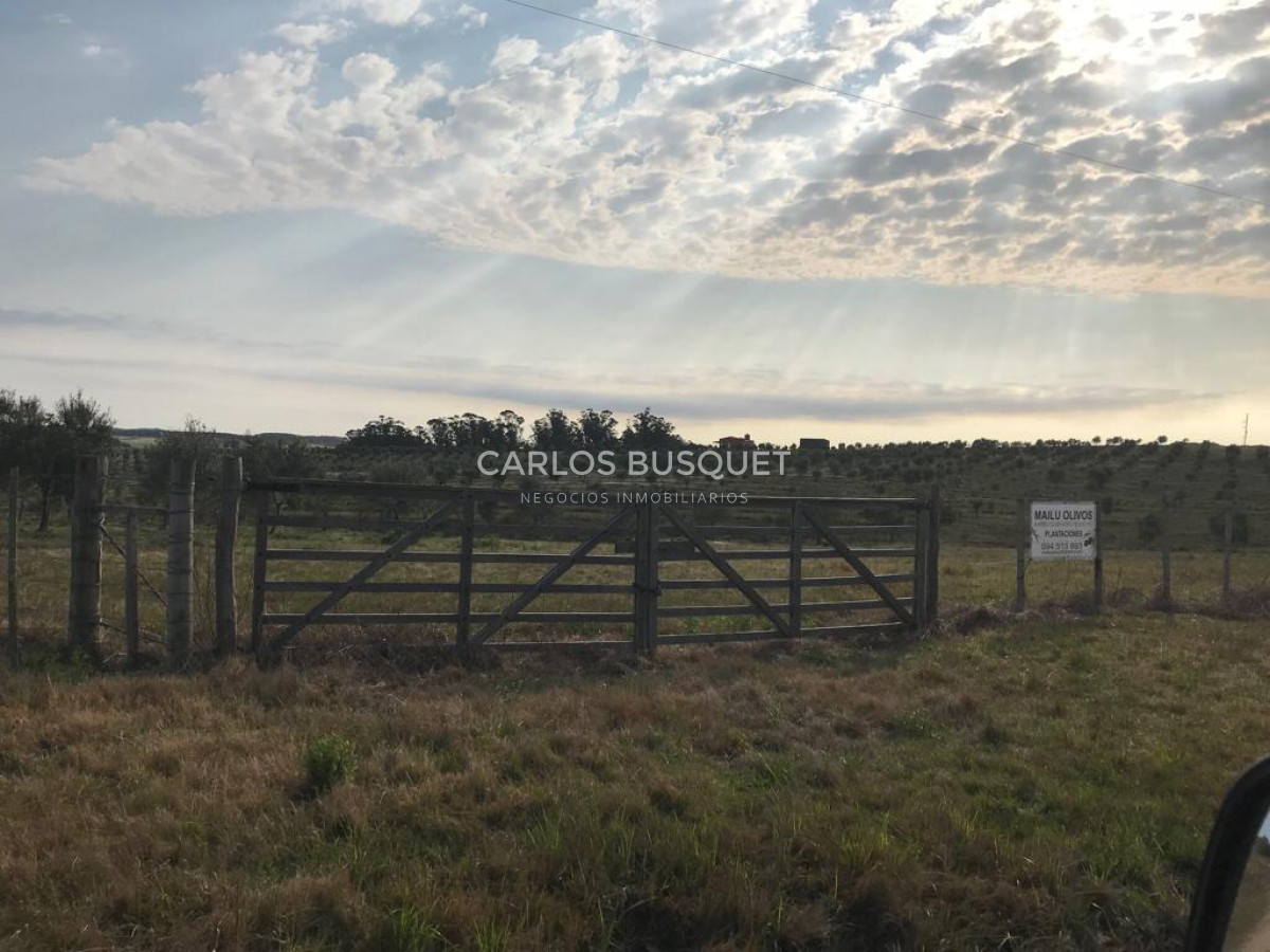 Chacra ID.1085 - Chacra en Garzón en Venta