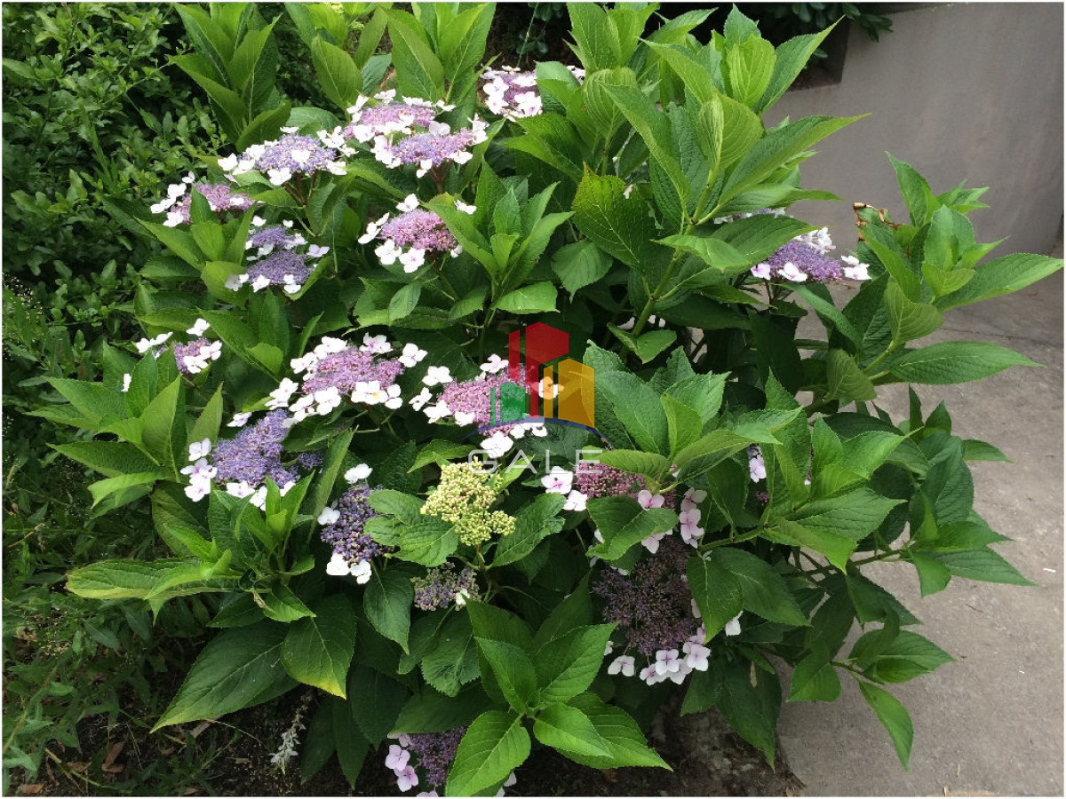 Casa ID.4537 - Casa en Venta y Alquiler, Laguna Blanca, La Barra, 4 Dormitorios.