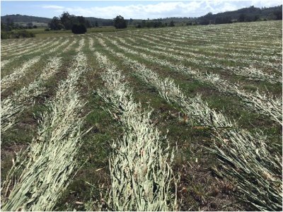 Chacras de 5 has en Punta Ballena en Venta