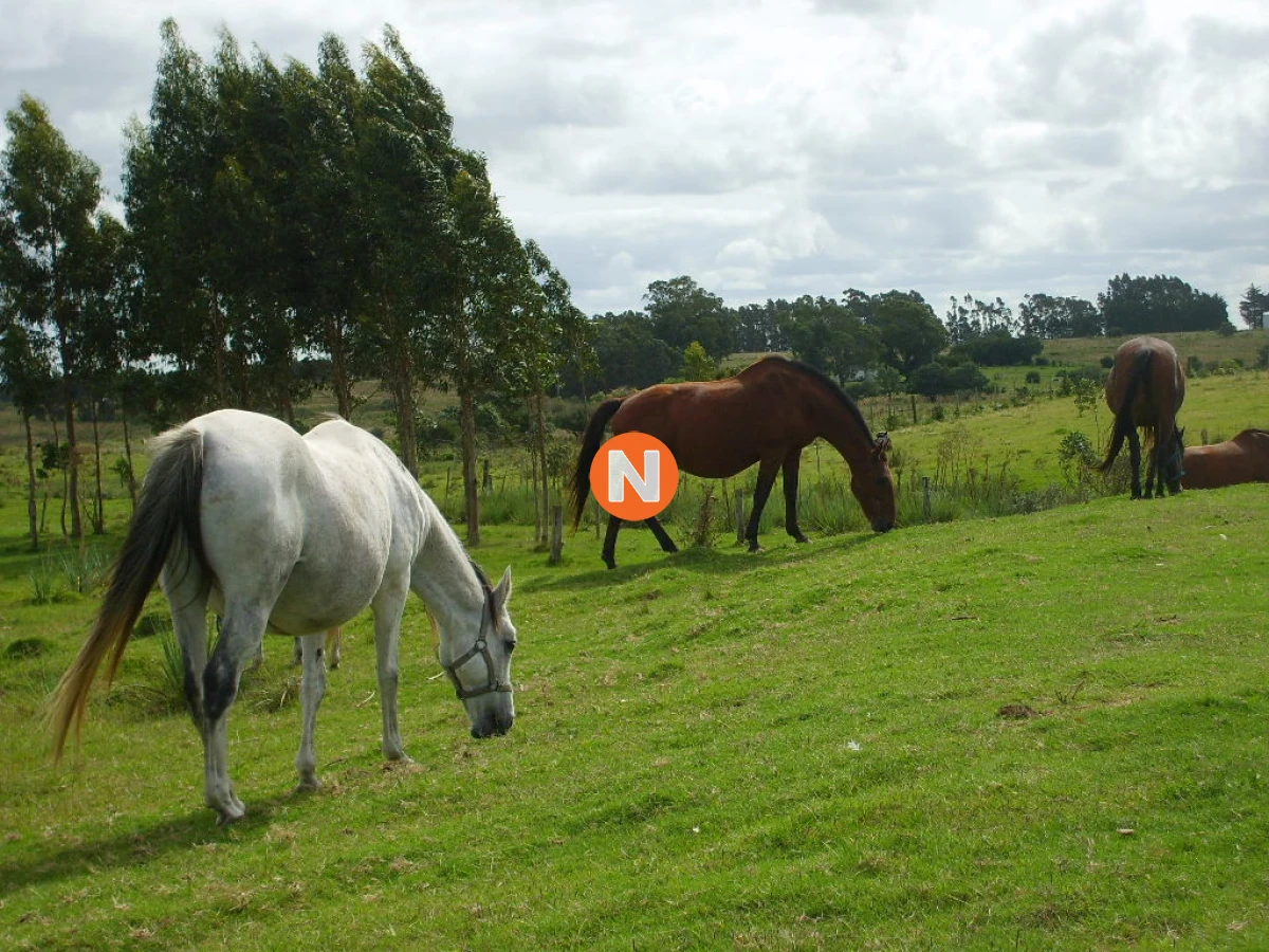 Chacra Ref.212353 - HERMOSA CASA EN VENTA - PUNTA DEL ESTE