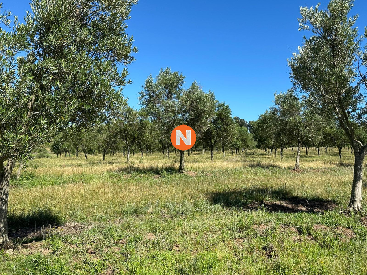 Chacra Ref.223676 - CHACRA 5 HECTAREAS SANTA LUCIA LAVALLEJA