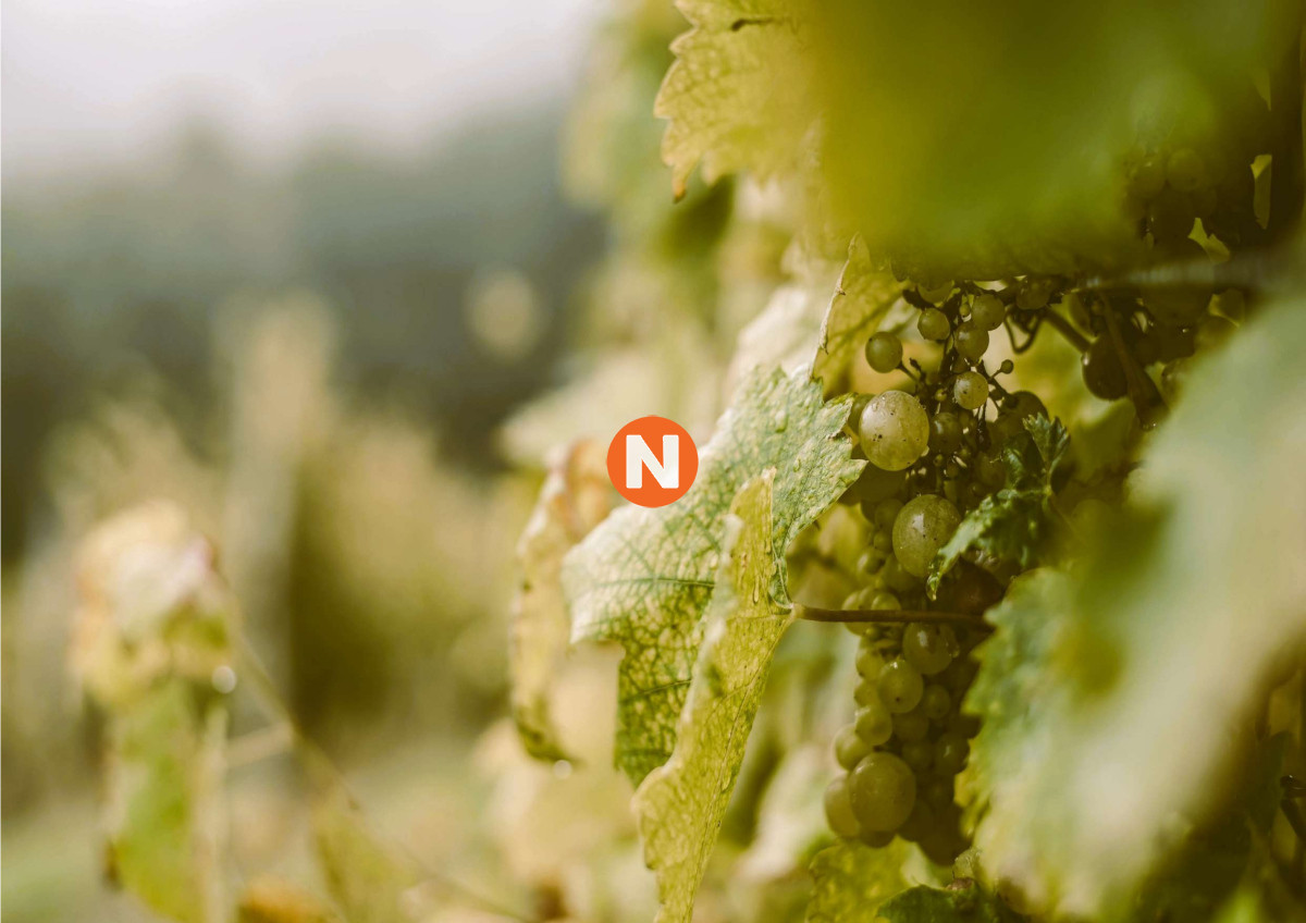 Terreno Ref.223921 - Chacra Viña del Faro