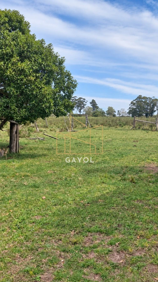 Campo Ref.1559 - Campo ganadero 30 ha en Ruta 9