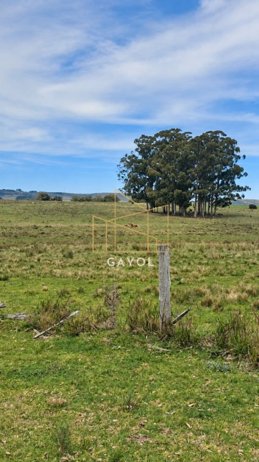 Campo Ref.1559 - Campo ganadero 30 ha en Ruta 9