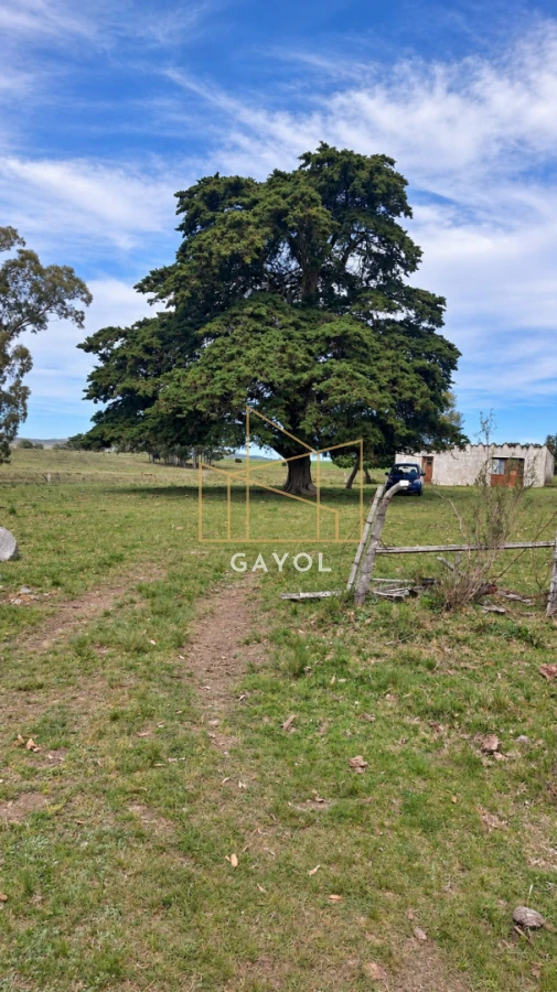 Campo Ref.1559 - Campo ganadero 30 ha en Ruta 9