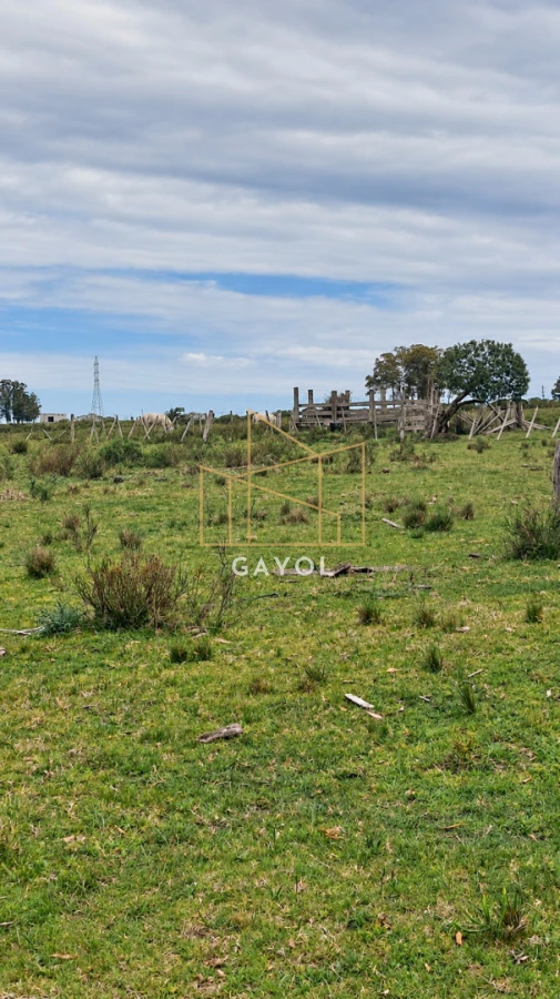 Campo Ref.1559 - Campo ganadero 30 ha en Ruta 9