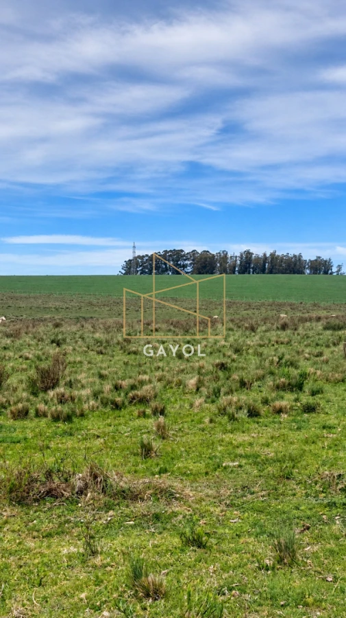Campo Ref.1559 - Campo ganadero 30 ha en Ruta 9