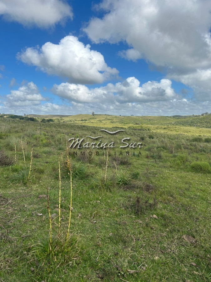 Campo Ref.81 - Campo En Venta 220ha Treinta y Tres