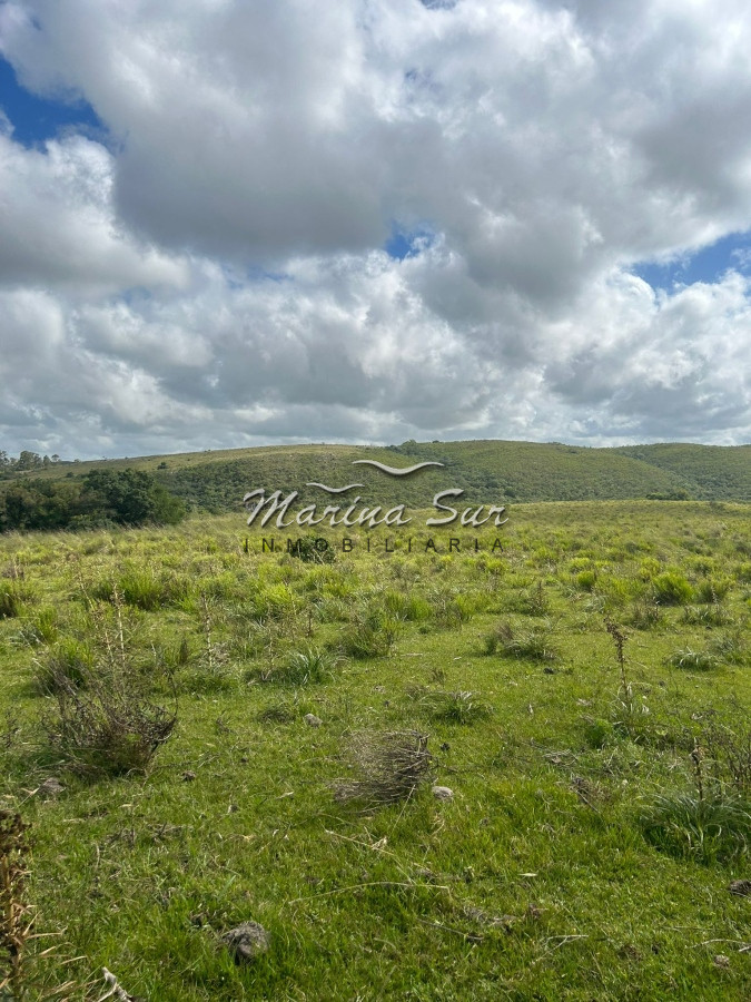 Campo Ref.81 - Campo En Venta 220ha Treinta y Tres