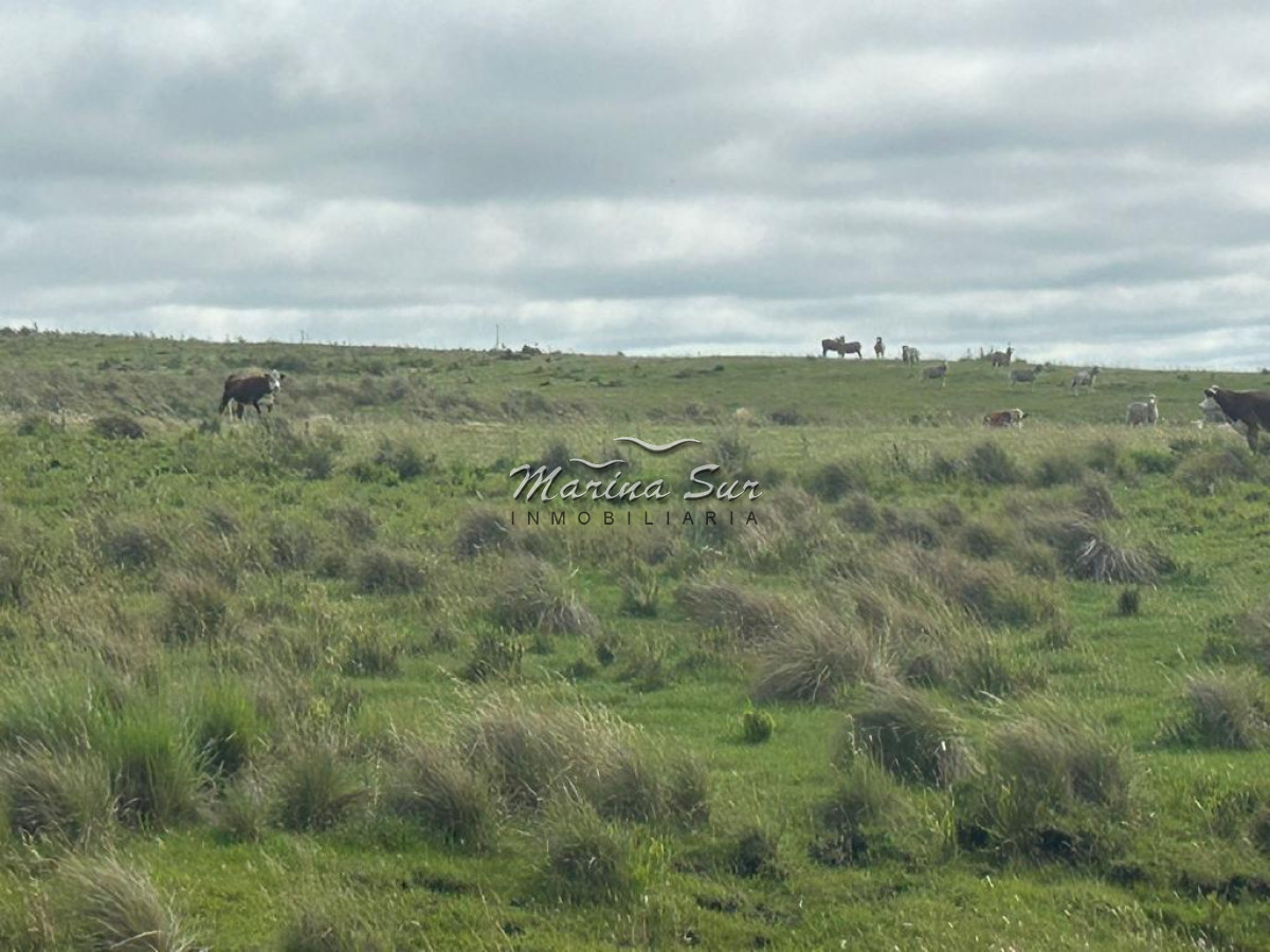 Campo Ref.83 - Campo en Venta 75ha Treinta y Tres