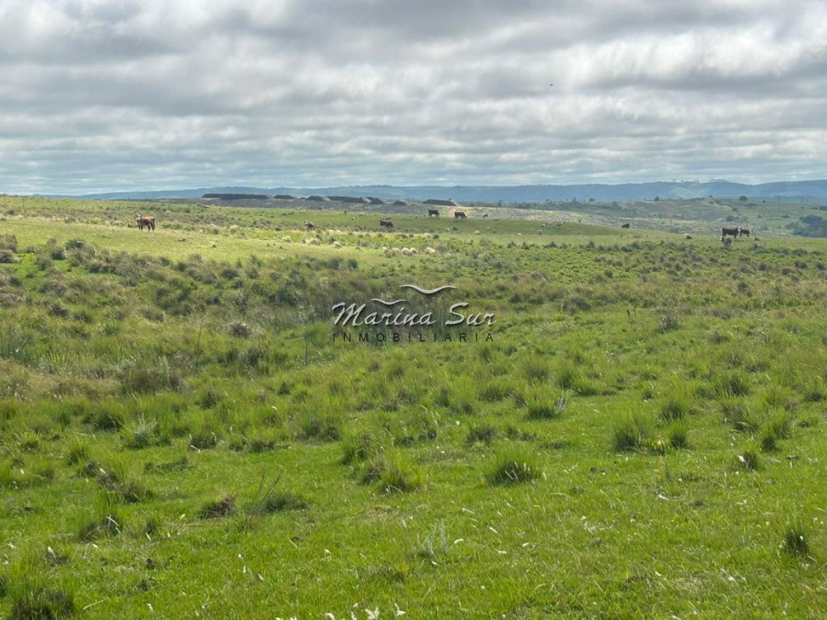 Campo Ref.83 - Campo en Venta 75ha Treinta y Tres