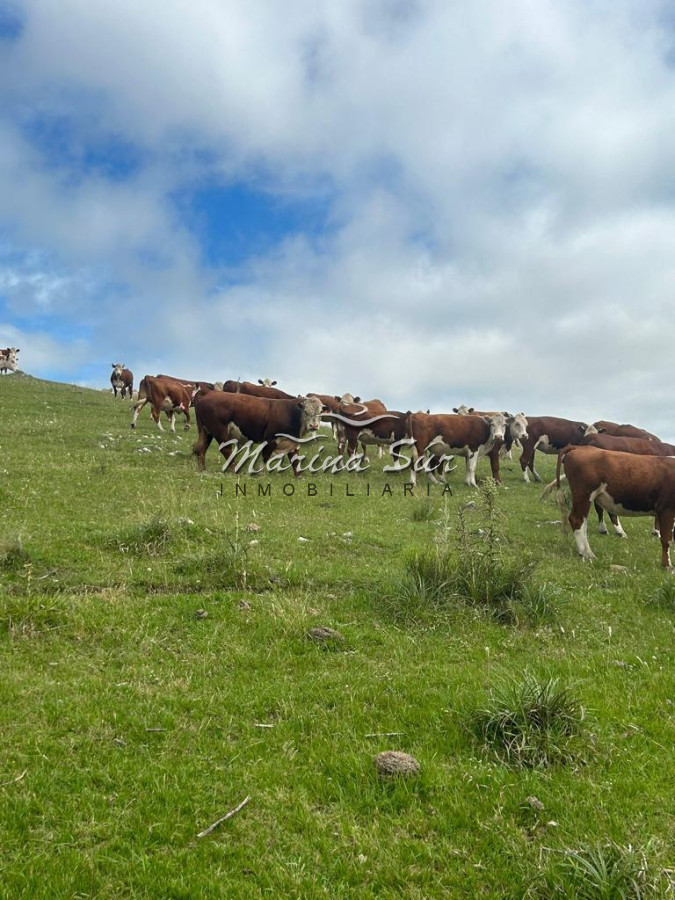 Campo Ref.83 - Campo en Venta 75ha Treinta y Tres