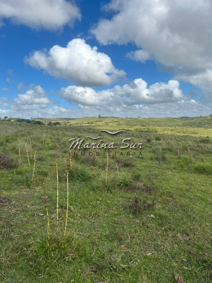 Campo Ref.81 - Campo En Venta 220ha Treinta y Tres