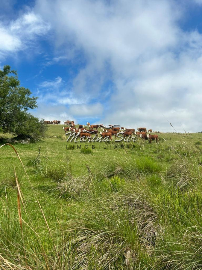 Campo Ref.83 - Campo en Venta 75ha Treinta y Tres