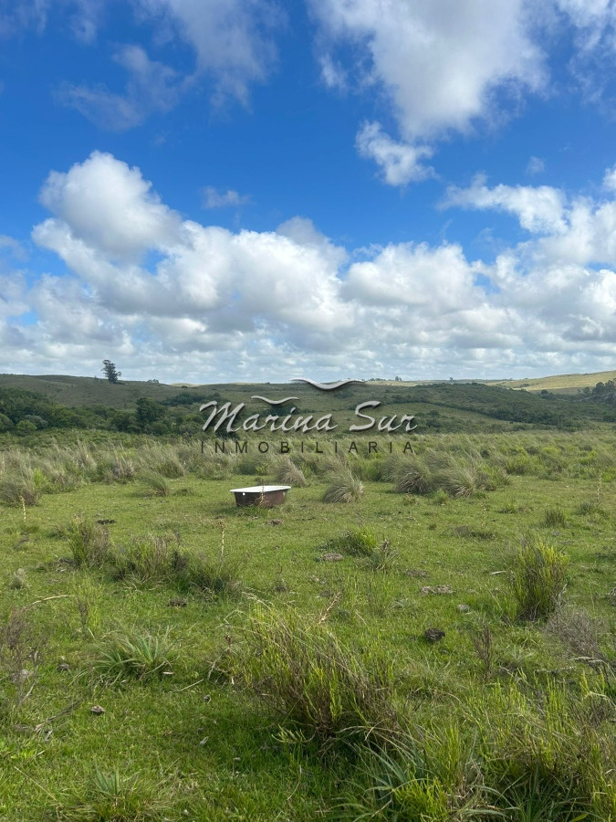 Campo Ref.81 - Campo En Venta 220ha Treinta y Tres