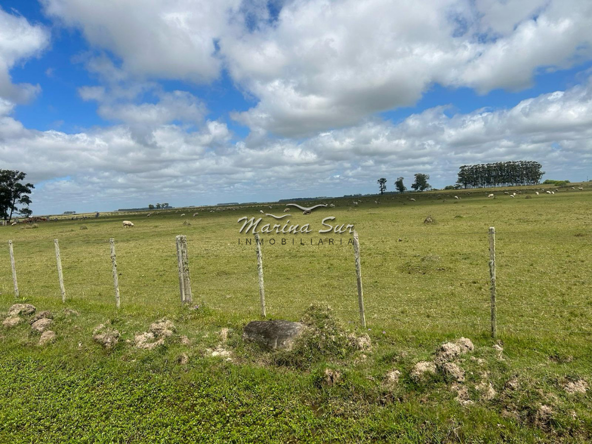 Campo Ref.82 - En Venta 77ha en Treinta Y Tres