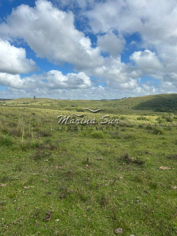 Campo Ref.81 - Campo En Venta 220ha Treinta y Tres