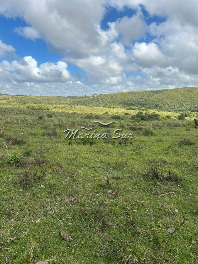 Campo Ref.81 - Campo En Venta 220ha Treinta y Tres