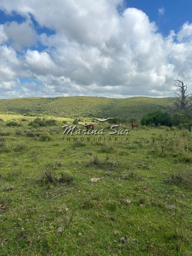 Campo Ref.81 - Campo En Venta 220ha Treinta y Tres