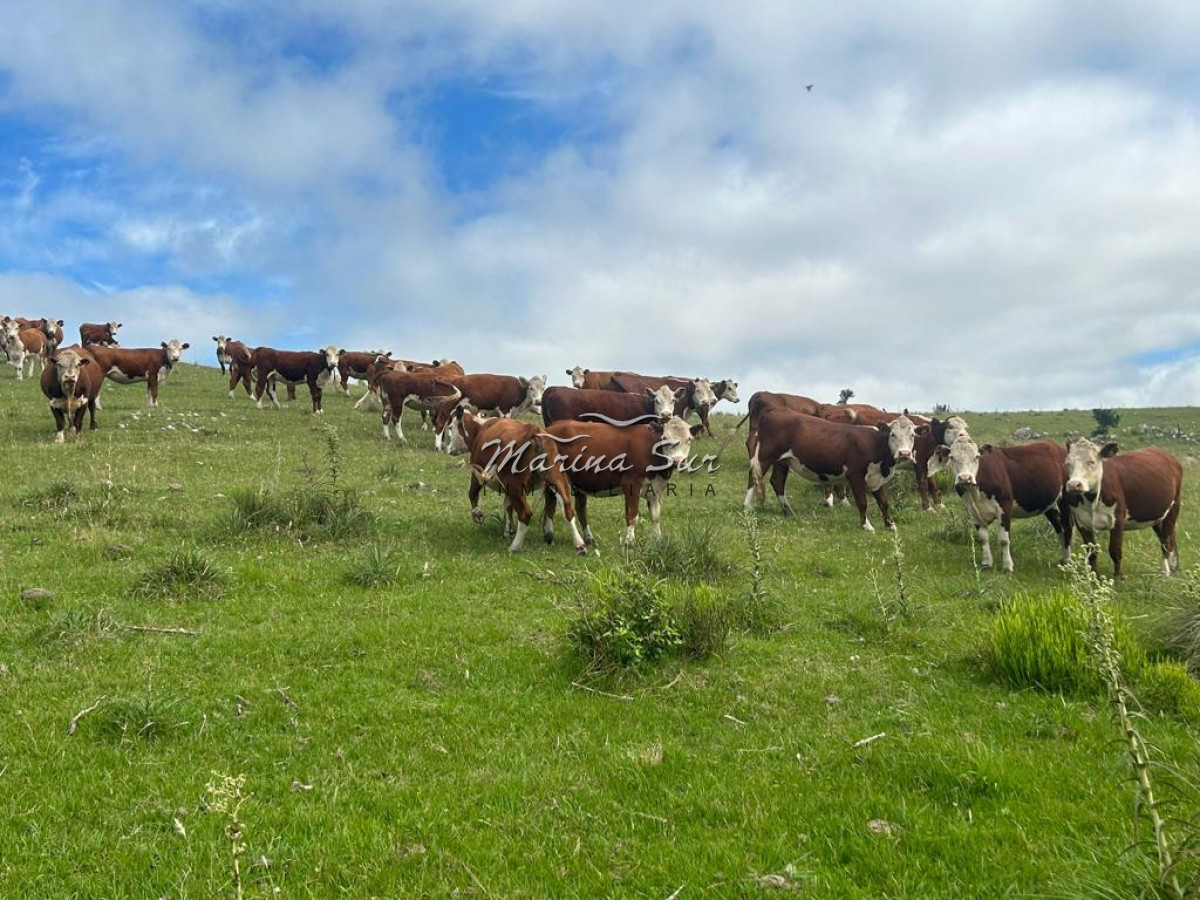 Campo Ref.83 - Campo en Venta 75ha Treinta y Tres