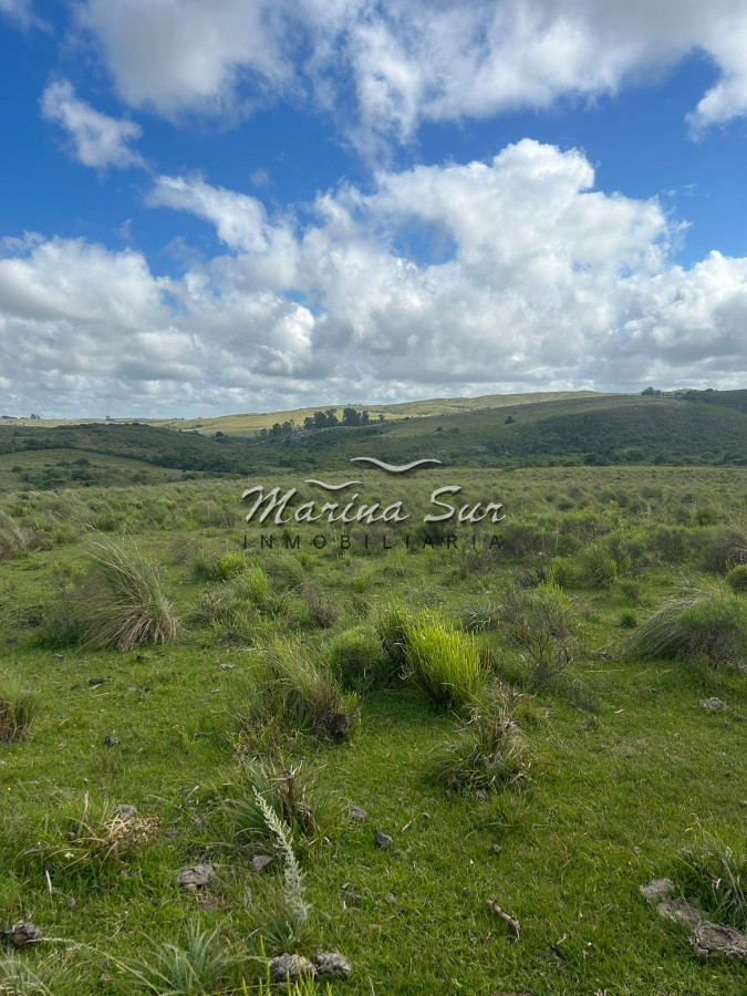 Campo Ref.81 - Campo En Venta 220ha Treinta y Tres