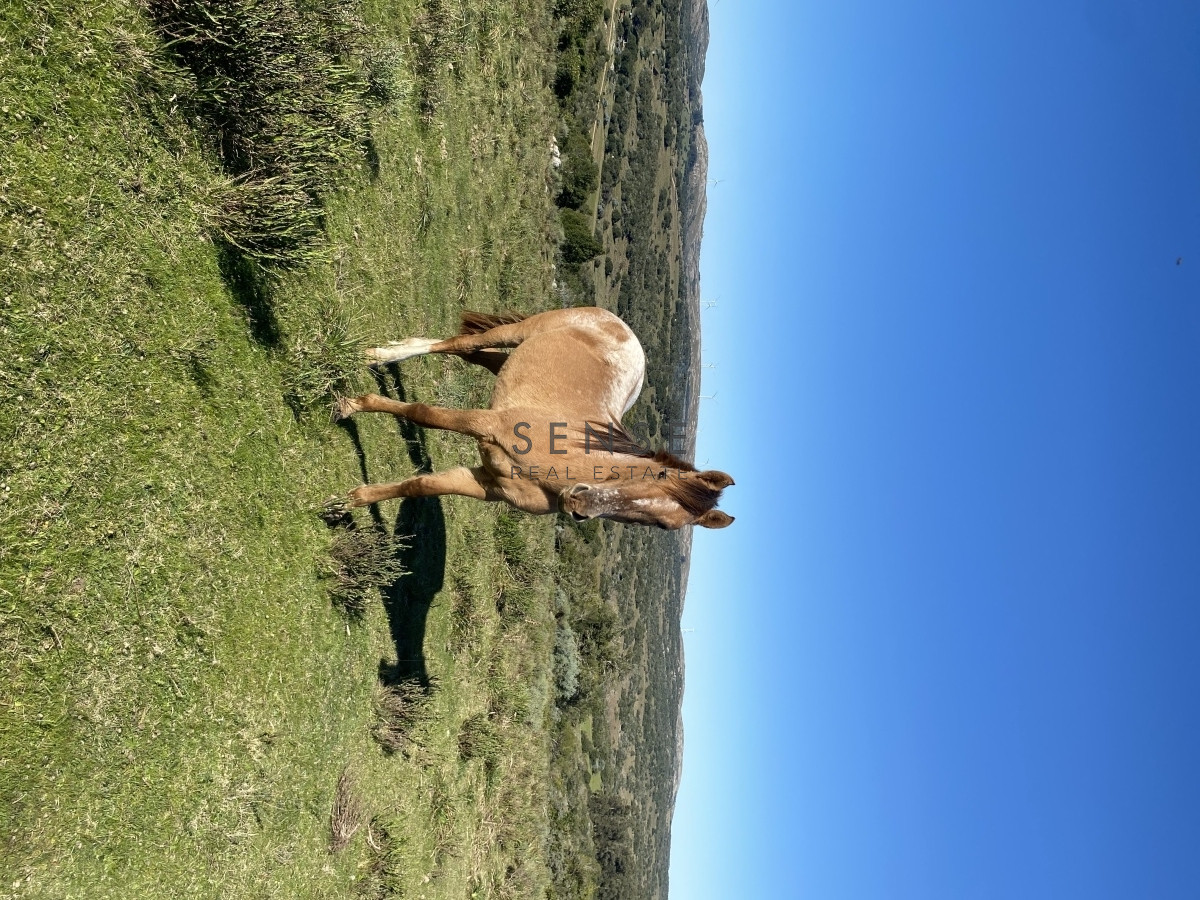 Chacra