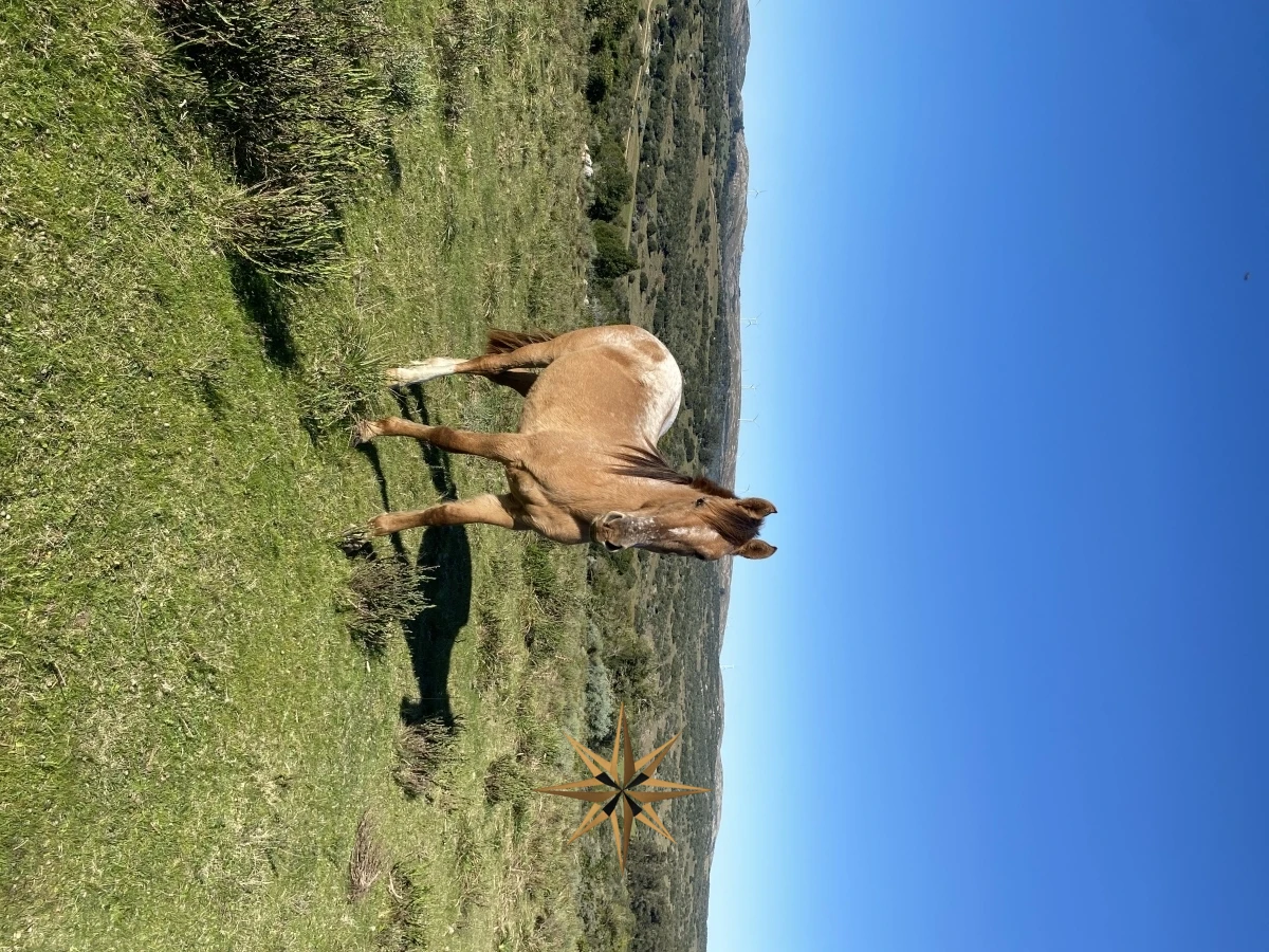 Chacra
