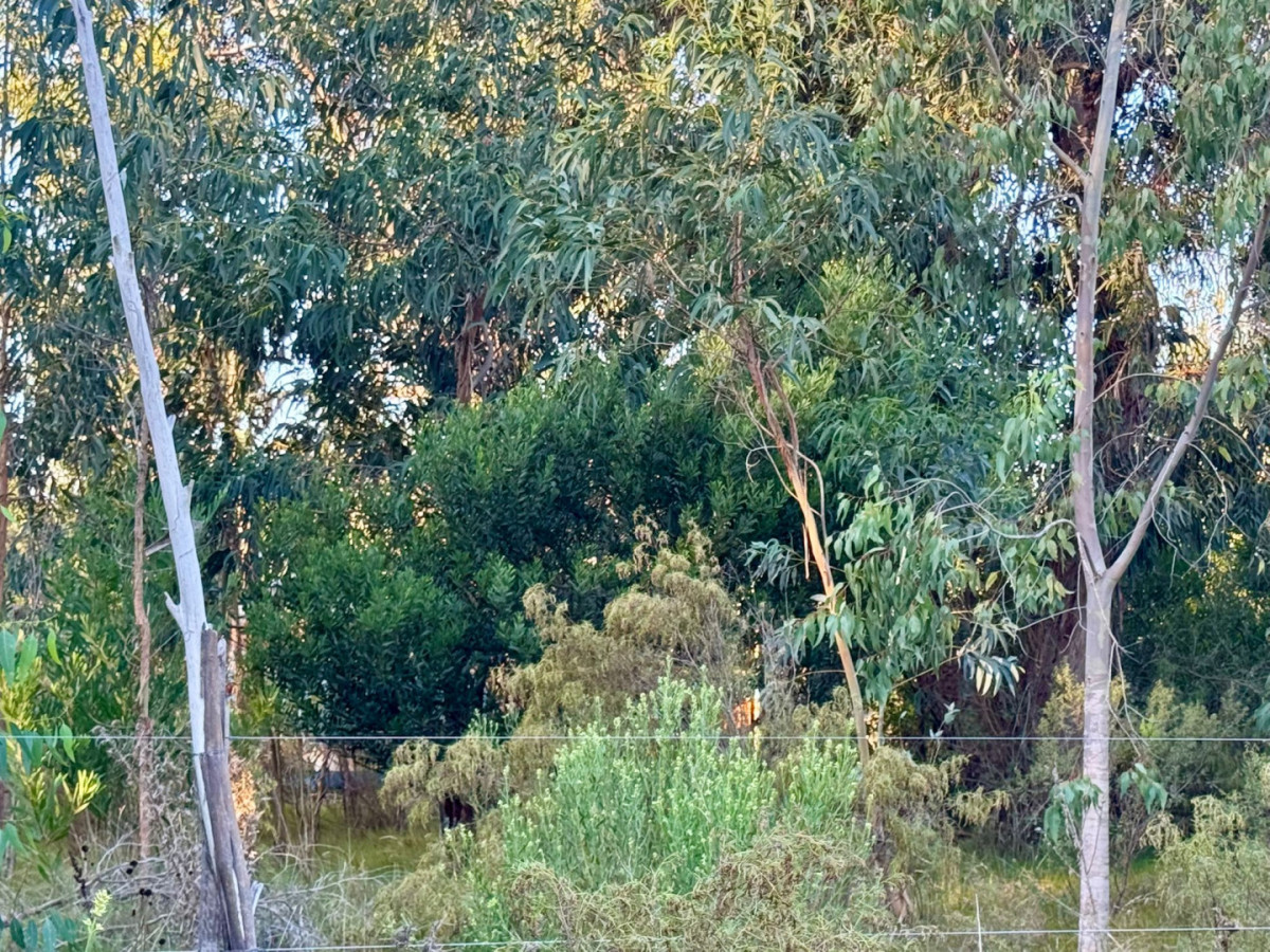 Terrenos en venta en Eden Rock Playa Brava.